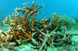 Acropora Coral 